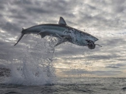 Огромная акула взлетела на пять метров над водой - и эти фото сделали ее "звездой"