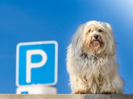 На территории Ялтинского региона функционируют 23 платные муниципальные парковки