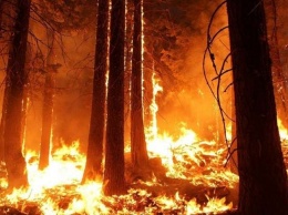 Из-за крупного природного пожара в Калифорнии эвакуируют сотни домов