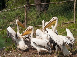 На территории Молочного лимана поселились розовые пеликаны (ФОТО)