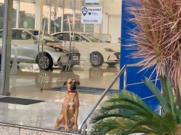 Бродячую собаку взяли на работу автосалон Hyundai