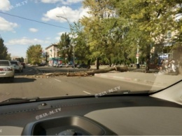 Момент падения дерева на центральном проспекте в Мелитополе попал на видео