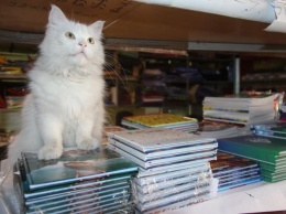 Кошки, которым повезло: как бездомная кошка стала талисманом мелитопольского магазина
