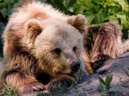В медвежий приют во Львовской области перевезли двух "переселенцев" с Донбасса