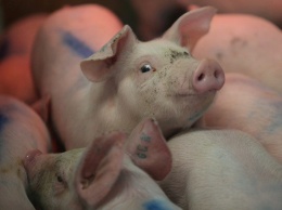 В Украине ожидается падение цен на свинину - прогноз