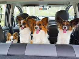 Безопасная перевозка животных в автомобиле: 10 простых правил