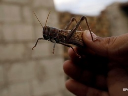 Американские военные возьмут на вооружение саранчу