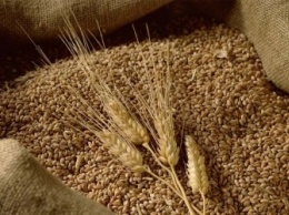 Минэкономики согласовало предельный объем экспорта пшеницы
