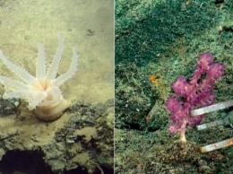 Ученые обнаружили в Тихом океане десятки новых видов животных