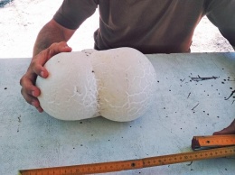 Харьковчане нашли гигантский гриб (фото)