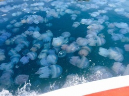 В Азовском море заметили "остров из медуз": ученые дали объяснение феномену