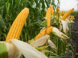 В Борисполе с поля мешками вынесли кукурузу