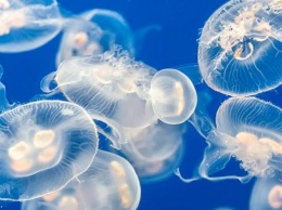 «Остров медуз» в Азовском море показали на видео