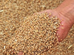 В Минэкономики снизили прогноз урожая зерновых