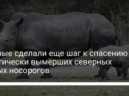 Ученые сделали еще шаг к спасению фактически вымерших северных белых носорогов