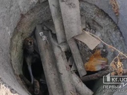 В Криворожском районе пес, который пытался спрятаться от пожара, попал в западню