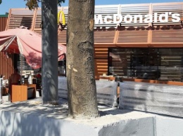 Строители нового одесского «Макдоналдса» закатали дерево в бетон