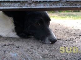 В Киеве неадекват пытался повесить собаку на глазах у прохожих: фото