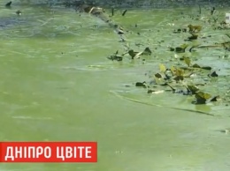 Цветение Днепра: экологи рассказали об опасности для киевлян (видео)
