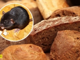 В популярном супермаркете Киева сняли на видео, как крыса ела хлеб на прилавке (видео)