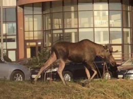 В Киеве погиб знаменитый лось