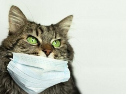 В России зараженную коронавирусом кошку отправили на самоизоляцию