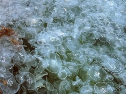 На берег Азовского моря в Крыму выбросило тысячи медуз