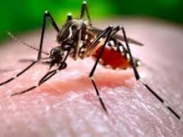 В США создали "биобомбу" - в природу выпустят сотни миллионов комаров-самоубийц