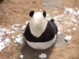 Игривая панда решила покувыркаться - видео покорило сердца многих