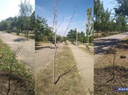 В Адмиралтейском парке Николаева засохло полсотни деревьев, посаженых год назад