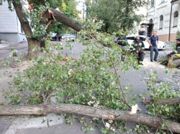 Сильный ветер в Днепре: на дорогу обрушились деревья, оборваны кабеля