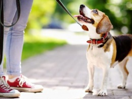 Эксперты подсказали, как правильно гулять с собакой