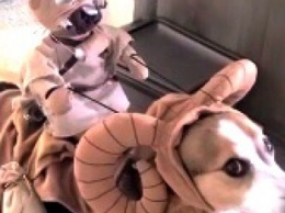 Собаку «оседлал» гуманоид: забавное видео опубликовали в Сети