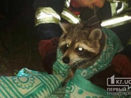 Пожарные спасли енота, застрявшего на дереве в Новомосковске