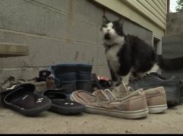Жительница США создала в Facebook сообщество для соседей, чтобы возвращать украденную ее котом обувь