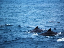 В Бердянске дельфины развлекали отдыхающих (ВИДЕО)