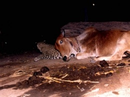 Корова и леопард стали друзьями и спят рядом - история поразила всех, но есть "нюанс" (фото)