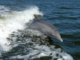 В Азовском море дельфины устроили водное представление для отдыхающих