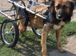 Днепровский приют поставил «на колеса» Джека с переломом позвоночника
