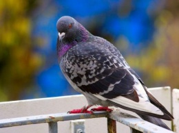 Голуби поселились на балконе: какие заболевания могут переносить птицы, опасно ли для здоровья такое соседство с голубями
