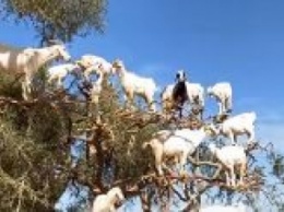 Стадо коз забралось на дерево - это видео потрясло сеть и стало вирусным