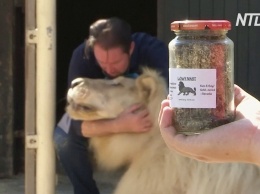 Цирк в Мюнхене продает экскременты львов и тигров (видео)