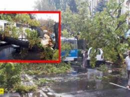 В Виннице дерево упало и накрыло троллейбус с людьми: фото и видео последствий стихии