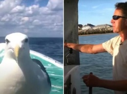 Американец спас чайку, которая рыбачит вместе с ним на протяжении 15 лет