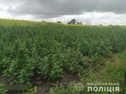 В Сумской области обнаружили плантацию элитной конопли на 7 миллионов гривен (фото, видео)