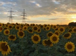 В Днепропетровской области нашли труп пропавшего мужчины