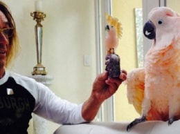 Попугай Игги Попа стал попечителем госпиталя для животных (видео)