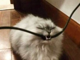 «Я поймал змею!»: Забавный кот укусил толстый провод и стал мемом