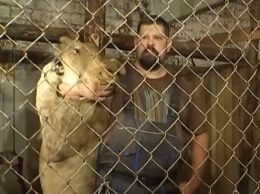 Под Киевом фермер держал льва в коровнике: зоозащитники пошли на штурм (ВИДЕО)