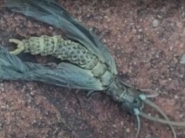 Американка случайно наткнулась на "инопланетное" насекомое (видео)